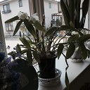 蘭が咲きました